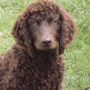 Meet your Posher, Sadie